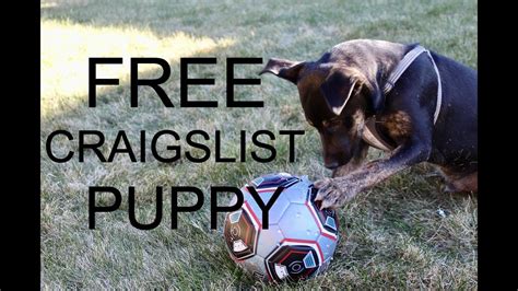 You can post information about your pets on free pet classifieds that are read by people interested in taking the next step in pet ownership. . Craigslist free dogs